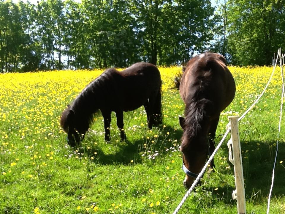 Ostsee Reetkate Langballig エクステリア 写真
